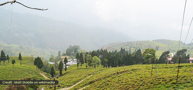 Happy Valley Tea Estate