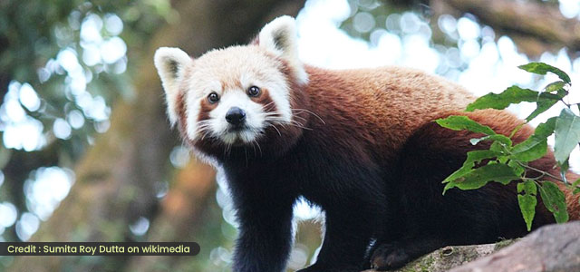 Padmaja Naidu Zoological Park